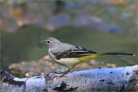 <p>KONIPAS HORSKÝ (Motacilla cinerea) Šluknovsko - Jiříkov /Grey wagtail - Gebürgsstelze/</p>